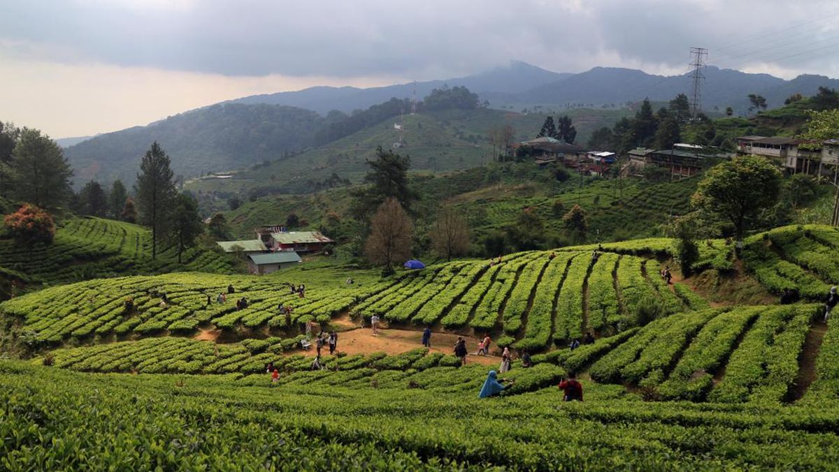 Hamparan Hijau Agrowisata